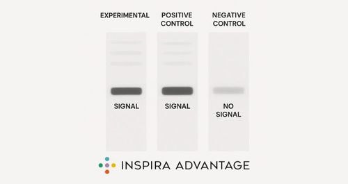 Negative Priming Vs Positive Priming Mcat